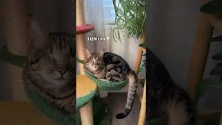 Can you spot the differences? 😂 #blindcat #specialneedscats #funnycats