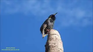 European starling (Sturnis vulgaris) Florida US 1 2022 Antonio Silveira