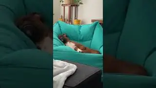 Brown Dog Gets Comfortable In Blue Beanbag Chair