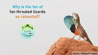 Why is the fan of fan throated lizards so colourful!?