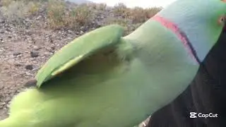 Beautiful Parrot 🦜 | Cute & Calm Green Bird | Lovely Moments