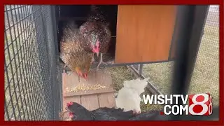 Looking for eggs? Indiana farmer runs chicken-rental business