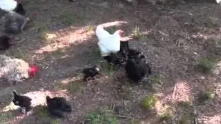 Triple Oaks Farm chicks