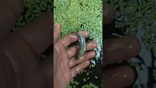 Membebaskan ikan keting ke kolam part 6