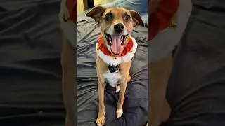 Russell's Talking Dog Rocky Says Doorbells & Alarms Are Redundant! #RUSSELLSDOGROCKY🐶