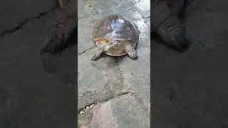 My Tortoise's / Turtle's Morning Walk - So Cute 🐢 💚💙💖 #shorts #viral #reels #petlovers #ytshorts