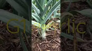 G1 garlic india Punjab#g1garlic #lehsun #like #garlic #garlic #garlicfarming #lehsunkefayde