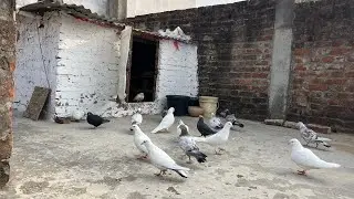 Yasine pigeon care is live!