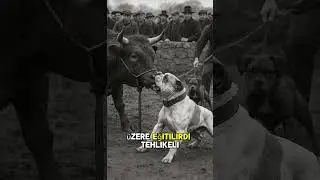 bullbaiting Turkey #shorts #tarih #k&ouml;pek #belgesel