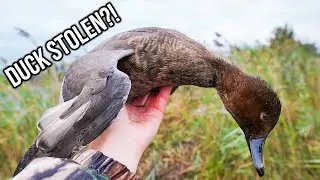 Duck Hunting Public Land Wisconsin (HUNTER STEALS OUR DUCK?!)