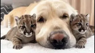 A Golden Retriever raised two puma cubs — but what happened when they grew up shocked everyone!