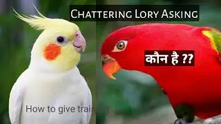 Chattering Lory asking 