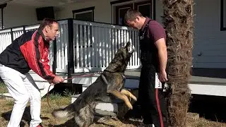 Kraftwerk K9 German Shepherds - Practical Protection Training!