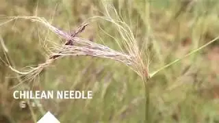 Chilean needle grass: stop the spread!