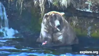 Zen Otis.  Too Much Loved Katmai Brown Bear