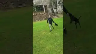 Seitenwechsel #dogpower #power #training #hundetraining #agility #shorts #short #hunde #sport #dogs