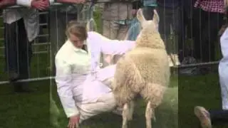 Westmorland show 2010
