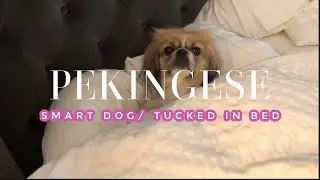 PEKINGESE TALES: DOG TUCKED TO BED, DOG NAPPING...