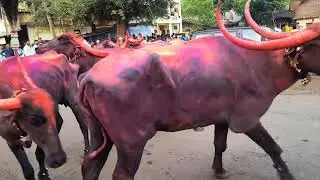 &ldquo;Epic Buffalo Race Belgaum 🚀 Diwali Padwa Special | Bailgada Sharyat 🇮🇳 #BuffaloRace #Diwali2024&rdquo;