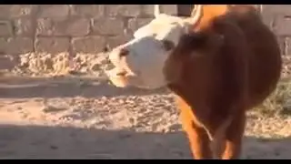 Die kuh hat langeweile