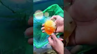 Yellow White Discus ✨ #shortsfeed #shorts #reels #fish #cute #love #pets #discus #channel