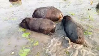 village pig pall in bill water 