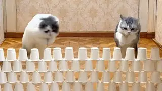 Cats vs Paper Cup Wall