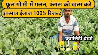Eliminate rot and fungus in cauliflower 100%. Cauliflower disease and control