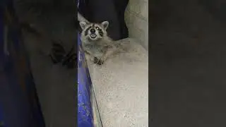 Feeding cookie(the raccoon)