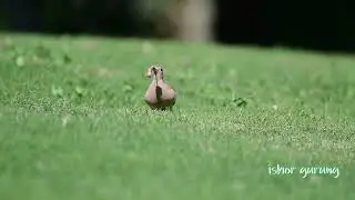 &lrm;Madagascar hoopoe eating