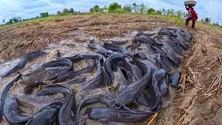 Amazing Catfish Catching after the Rain by hand a fisher woman skill