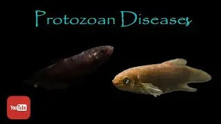 Curing protozoan infection in betta with formalin, wild betta tips