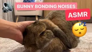 DOZY Sleepy Rabbit Bonding ASMR | Teeth Grinding Sounds 😴🐰