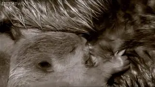 Baby beavers settle into their lodge - Beavers Behaving Badly: Natural World - BBC