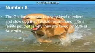 Top 10 most loved dogs
