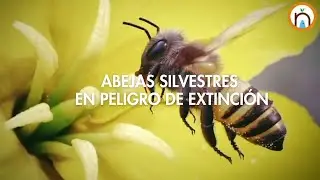 Wild bees in danger of extinction