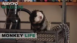 S10E17 | Alison Is Out Rescuing Another Marmoset | Monkey Life | Beyond Wildlife