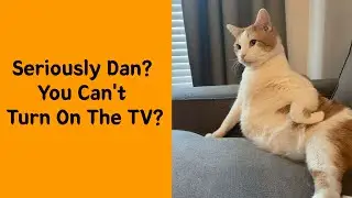 50 Pics Of Malfunctioning Cats That Made People Wonder &ldquo;What's Wrong With My Cat &rdquo; - Funny cat