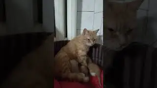 Teddy Kittens,kittens,animals,funny,cute Teddy Kittens,kitten,Tiny,kittens,chicken,sleeping,sleep,a