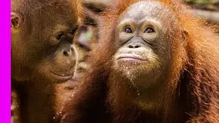 Orangutan and Monkey | Unlikely Animal Friendships | Love Nature