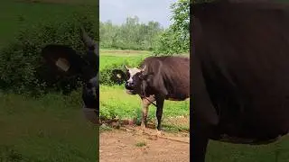 amba humba sound of a cow#cow video#shorts
