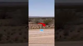 You Thought the Roadrunner Was Fake? Think Again#shorts