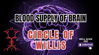 The Shocking Truth About Brain Blood Supply Nobody Tells You