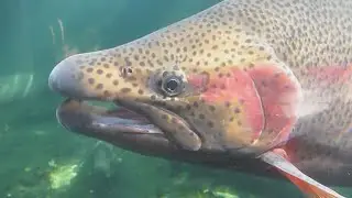 TWRA & TVA to restore fish habitats on Watauga Lake