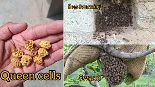 Old Video Clips|| Queen Cells Apis Cerana ||Swarm Apis cerana || Honey bees Swarming 🐝 