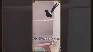 burung hasil silang kacer dan murai beto #shorts #viral #fyp