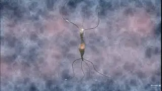 Action potential of a bipolar neuron.  Biomedical 3D Animation.