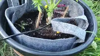🇬🇧🦍 UK guerilla grow week 17🇬🇧🦍 💐time #reepwhatyousow #420 #fyp #guerillagrow