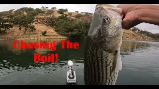 Chasing The Striper Boil!