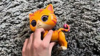 Cat-Tastic Transforming Ginny